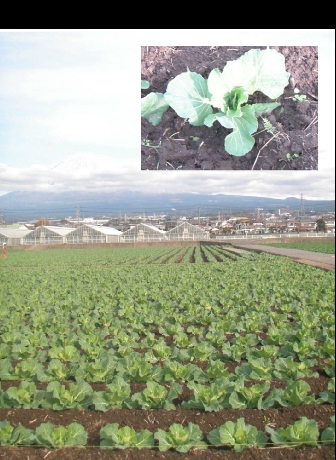 大自然のこだわりキャベツ